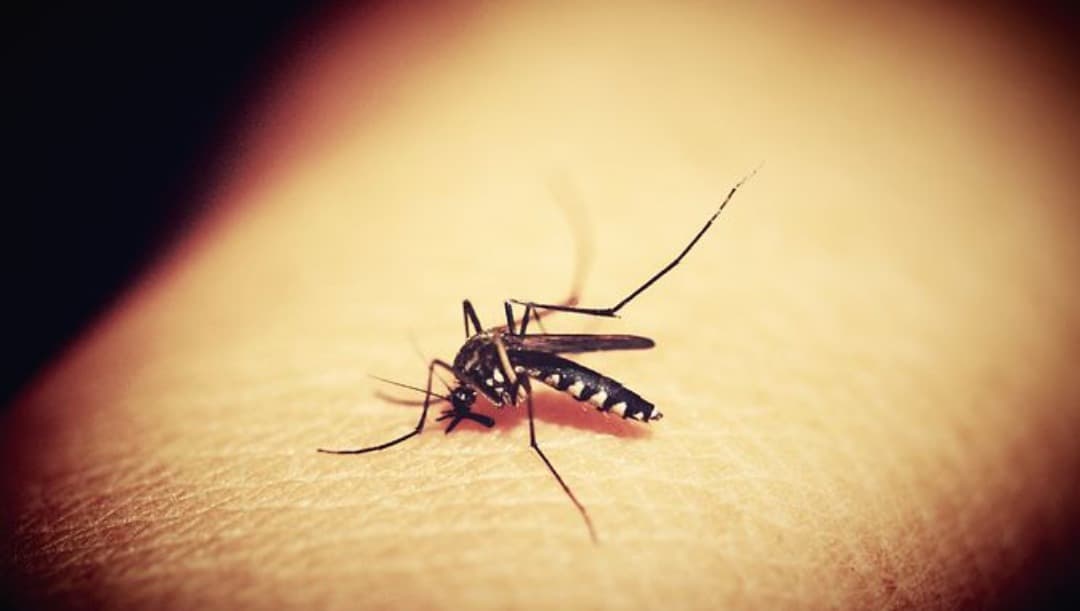 sinaloa-registra-incrementos-en-casos-de-dengue-pixabay